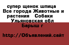 супер щенок шпица - Все города Животные и растения » Собаки   . Ульяновская обл.,Барыш г.